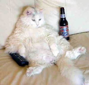 Eu estudo pela TV, deixe-me em paz! lazy_cat