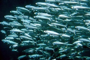 Prefere um peixe gigante ou uma porrada de peixinhos? School of Sardines